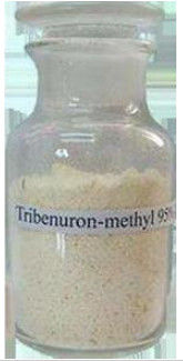 مبيدات الأعشاب الانتقائية Tribenuron Methyl Herbicide 95٪ Tc لمكافحة الحشائش عريضة الأوراق